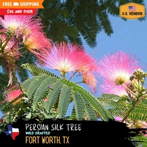 Persian Silk Tree Seeds (Albizia julibrissin) Wild Crafted, Lake Texoma, TX