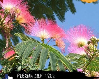 Persian Silk Tree Seeds (Albizia julibrissin) Wild Crafted, Lake Texoma, TX