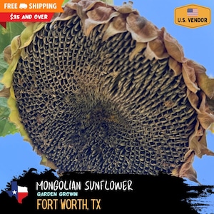 Mongolian Giant Sunflower Seeds - 2025