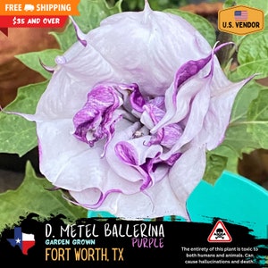 Datura metel - Double Purple Ballerina  (Harvested 1/25) LIMITED INVENTORY