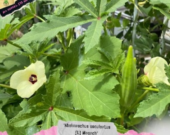 Heirloom Baby Bubbu Okra - (Abelmoschus esculentus)