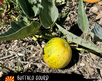 Buffalo Gourd Seeds “Cucurbita foetidissima” - Garden Grown 2024 Sourced from Seligman, AZ