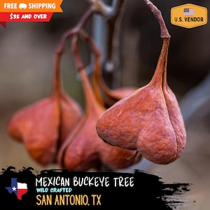 Sementes de árvore mexicana Buckeye - Ungnadia speciosa - Árvores nativas do Texas - Wild Crafted San Antonio, TX
