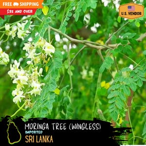 Moringa Tree Seeds (Wingless) - Moringa oleifera - Medicinal Super Plant - Sri Lanka Import