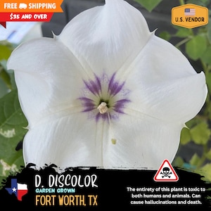 Datura discolor (Solanaceae) - Seeds Harvested 2025