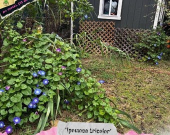 Morning Glory - Heavenly Blue  (Ipomoea tricolor) - Seeds Harvested - Untreated
