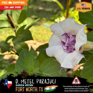 Datura metel - Parajuli (Rare Indian Variety!) - Small Batch / Limited Inventory