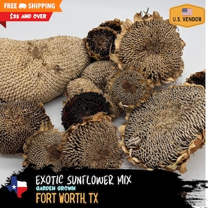 Exotic Sunflower Mix - Mongolian, Titan, King Kong, Mammoth(s), Great Striped, Sky Skraper,  Amircan Hybrid, Teddy Bear, Black Seed, & More!