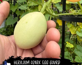 Ozark Egg Gourd “Cucurbita pepo ozarkana” - Garden Grown 2024 - Sourced from Ozarks of South Western Missouri
