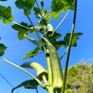 14ft Heirloom Emerald Okra (Abelmoschus esculentus) - Fresh Replenishment