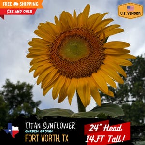 Titan Sunflower Seeds - This Giant Turns Heads! Hand Selected Seeds from our 2024 Harvest!