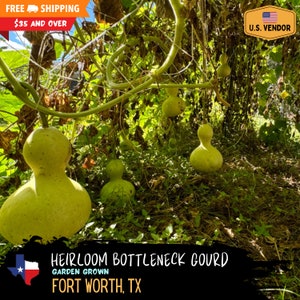 Heirloom Bottleneck (Birdhouse) Gourd Seeds “Lagenaria siceraria” - Garden Grown and Harvested 11/24, Fort Worth, TX