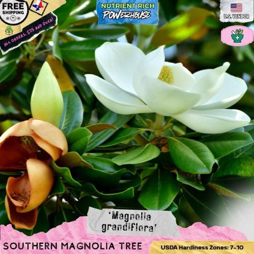 Magnolia tree seeds - Etsy 日本