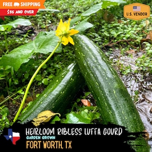 Heirloom Ridgeless Luffa Gourd Seeds “Luffa aegyptiaca” - Garden Grown and Harvested 2024, Fort Worth, TX