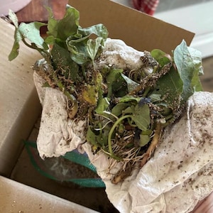 May include: A set of three ceramic mugs with a speckled, matte finish. The mugs are in shades of cream, light brown, and dark brown. Each mug has a simple, minimalist design, perfect for coffee or tea.