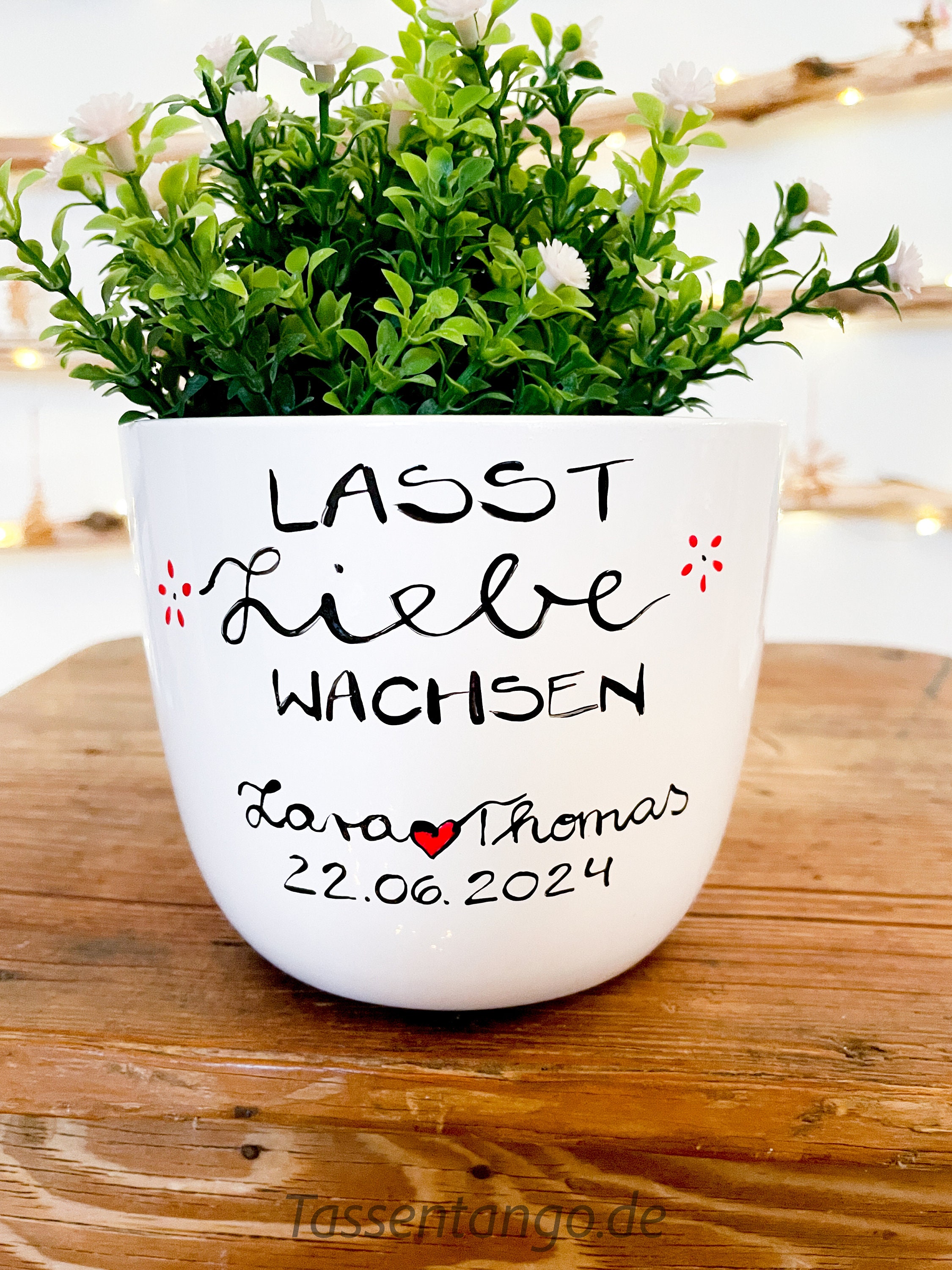 epipremnum pinnatum variegata care Epipremnum Pinnatum Albo – Horti