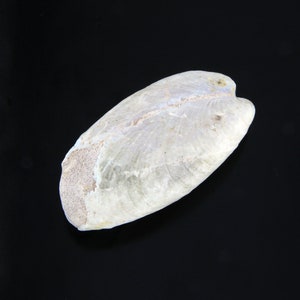 White Opal Shell Fossil from Coober Pedy Australia, Fossil with Well-Preserved Details, Gift for Gemstone Collector, Fossil Collector Gift