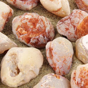 Australian Opal Clam Shell Fossil, Beginner Gemstone Collector Gift for Science Fans
