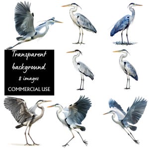 Heron Bird Clipart Bundle- High Quality Watercolor JPGs- Nature Art, Crafting, Junk Journaling, Scrapbook, Digital Download, perfect for dtf