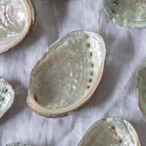 Könnte beinhalten: Mehrere schillernde Seeohrmuscheln mit Perlmuttglanz sind auf einer hellgrauen Oberfläche angeordnet. Die Muscheln zeigen eine Reihe von Farben, darunter Grün, Blau und Rosa, mit einem strukturierten Innenraum.