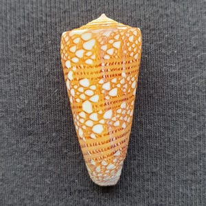 Natuurlijke Conus Skinneri, Nobilis Victor conische schelp, Indonesië (3,8 cm / 7 gr)