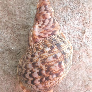 May include: A large, spiral-shaped seashell with a brown and tan patterned exterior. The shell has a pointed tip with a pinkish-purple hue. The shell's surface has a textured appearance, and the overall shape is elongated.