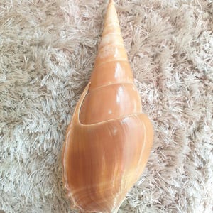 Peut inclure: Un grand coquillage beige avec une pointe et une large ouverture incurvée. La coquille a une surface lisse et brillante avec de subtiles variations de couleur. Le coquillage repose sur une surface texturée blanc cassé.