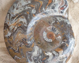 Natural Goniatite Ammonite Fossil - Ancient Marine Fossil Shell, Geological Collectible Piece (17.5 cm / 1.3 kg) - MADAGASCAR