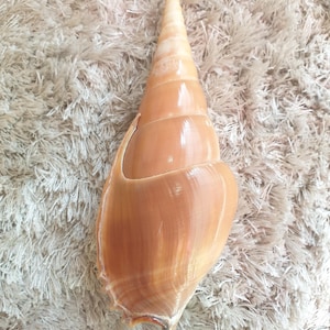 Puede incluir: Una concha grande, de color marrón claro, con forma de espiral y una punta. La concha tiene una superficie lisa y brillante con crestas visibles y una abertura curva. La concha es un elemento natural y orgánico, probablemente del océano.