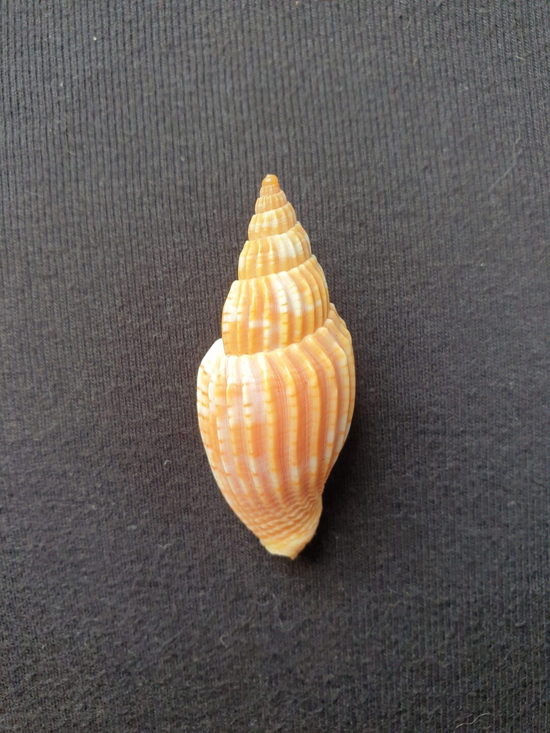 Volutidae Lyria | Natural Collectible Shell 