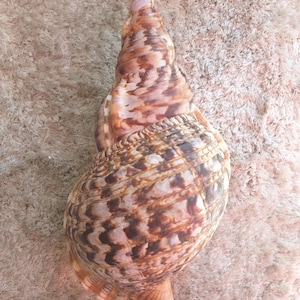 May include: A large, spiral-shaped seashell with a brown and tan patterned exterior. The shell tapers to a point with a pinkish-purple tip. The shell's surface has a textured appearance, and it is resting on a light-colored, textured surface.