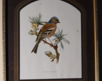 Marjorie Blamey Wildlife Print; Bird