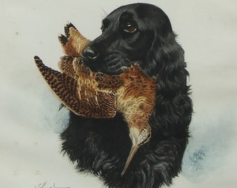 Wydruk przedstawiający spaniela myśliwskiego