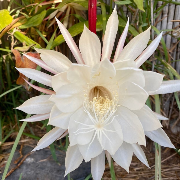 Queen of the Night - Rooted Night Blooming Epiphyllum Orchid Cactus