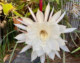 Queen of the Night - Rooted Night Blooming Epiphyllum Orchid Cactus