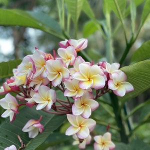 Plumeria cuttings