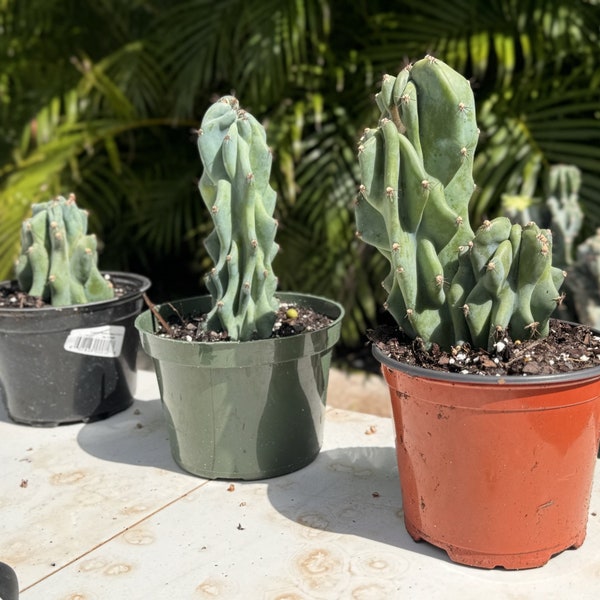 Monstrose Cactus Cutting (Rare Cactus) - Cereus peruvianus monstrose | Live, Easy Houseplant