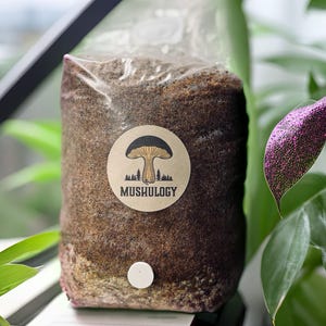 Bio-Pilzzuchtset - Hartholz liebende Arten - Komplettes Pilzzuchtset für zu Hause