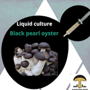 Organic Black Pearl Oyster Mushroom Liquid Culture for Grain Spawn Inoculation- Grow mushrooms indoors