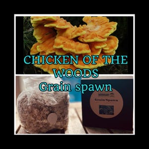 May include: A close-up of a bright yellow and orange chicken of the woods mushroom. The mushroom is in a forest setting. The text "CHICKEN OF THE WOODS Grain spawn" is visible in the image.