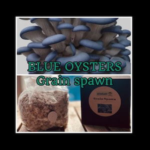 Premium Blue Oyster Mushroom Grain Spawn  for Growing Mushrooms at home
