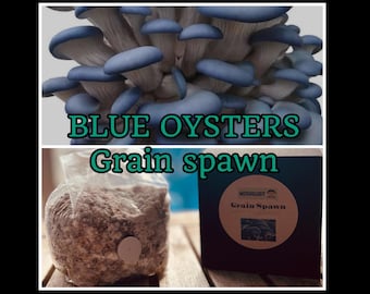 Grano de semilla de hongo ostra azul premium para cultivar hongos en casa
