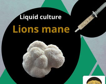 Organic Lions Mane Mushroom Liquid Culture for Grain Spawn Inoculation- Grow mushrooms indoors