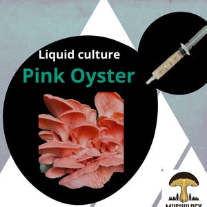 Premium Pink Oyster Mushroom Liquid Culture for Grain Spawn Inoculation- Grow mushrooms indoors