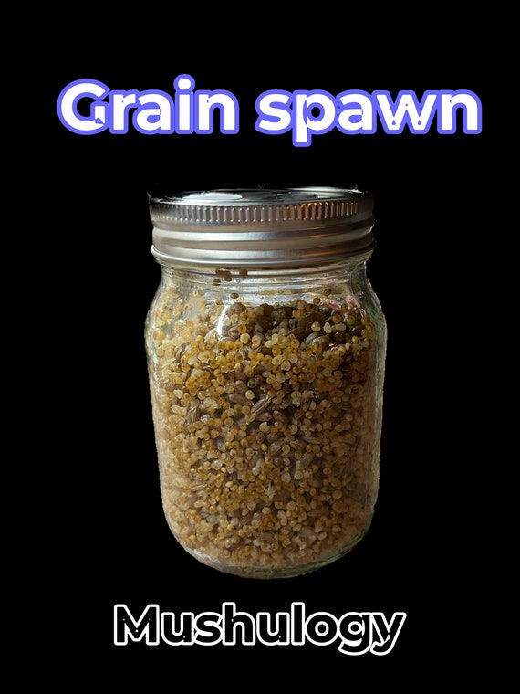 Sterilized grain spawn jars