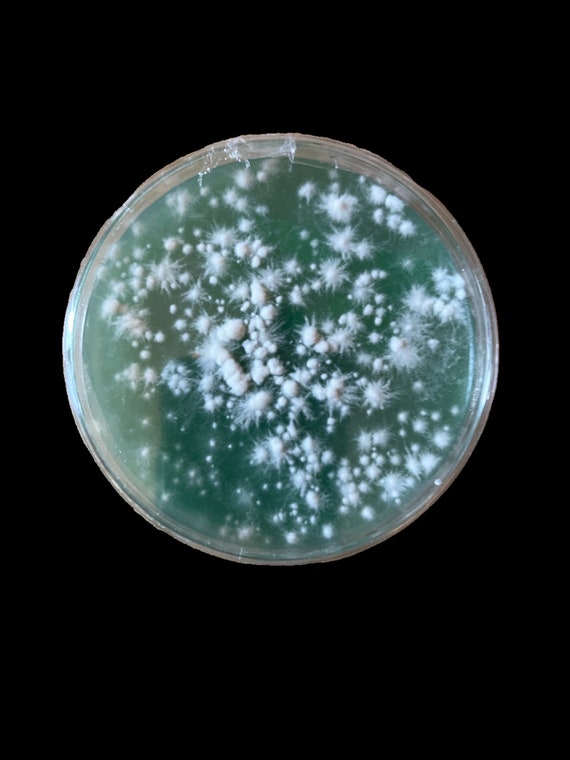 Mushroom colonized agar plates