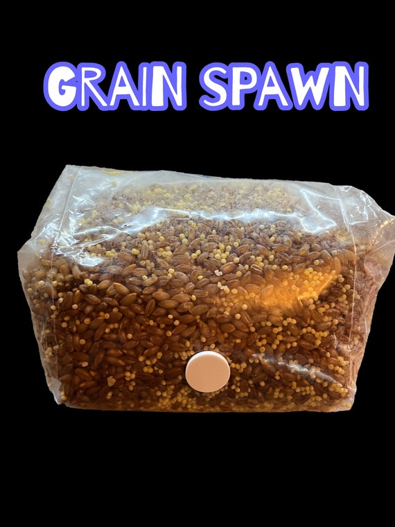 Sterilized grain spawn