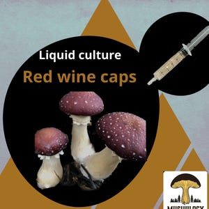 Puede incluir: Cultivo líquido de setas de tapa de vino tinto en una jeringa. Las setas son de color morado oscuro con tallos blancos. La jeringa está etiquetada con "Mushulogy".