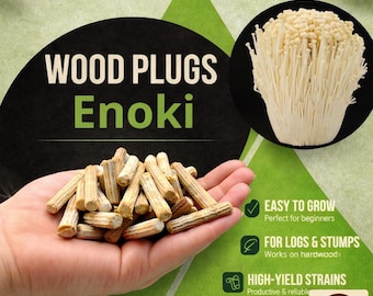 Enoki Wood Plugs - Mushroom Cultivation Supplies (100 Units)