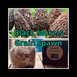 Graine de graine de morilles noires de qualité supérieure pour la culture de champignons à la maison